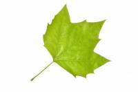 Platane - feuille (Platunus acerifolia)